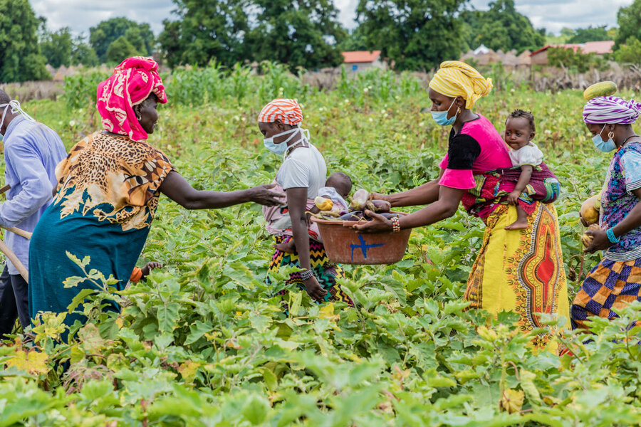 几内亚的小农在收获蔬菜。在减少损失和浪费的过程中，尽可能有效地利用耕地是至关重要的。照片©世界粮食计划署/ FredrikLerneryd