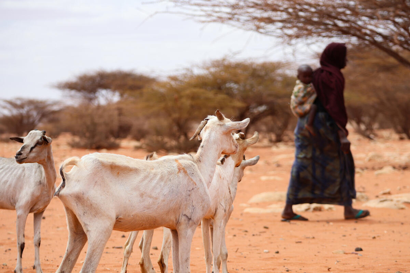 Photo: WFP/Geneva Costopulos, 艰难维生的索马里农民和她的山羊