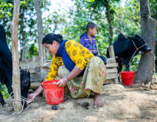 Taimy Chakma在喂牛。照片：世界粮食计划署/Sayed Asif Mahmud