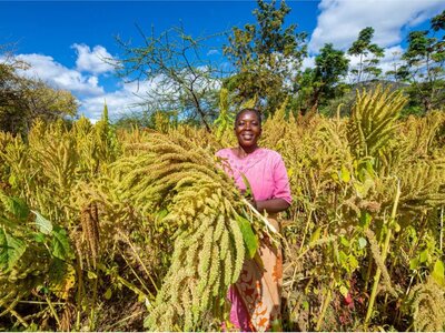 Photo: WFP/Photolibrary Woman harvesting crops from her field