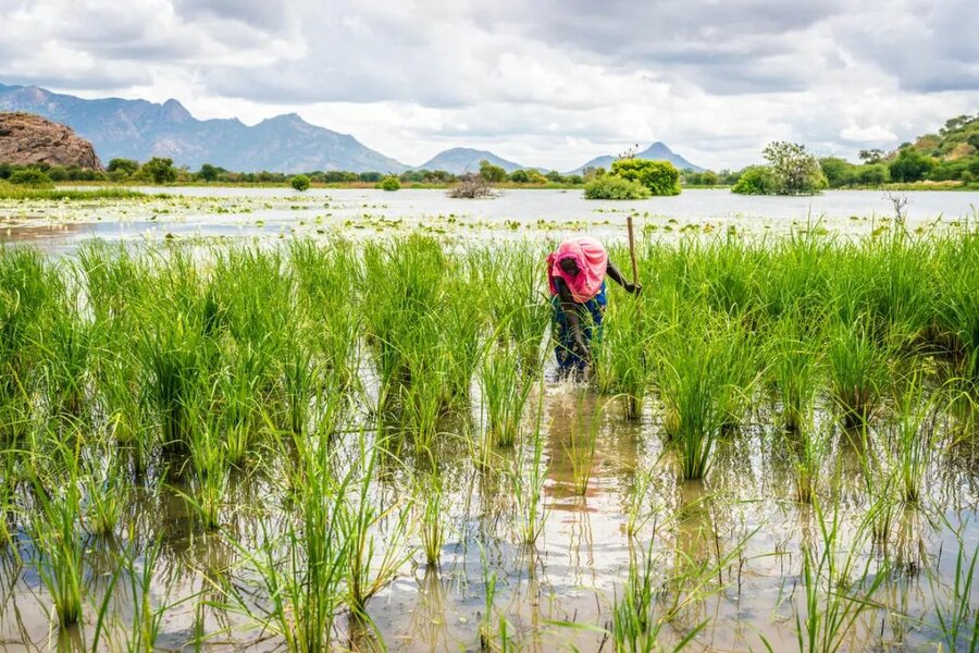 在乍得，农民在稻田里耕作。照片© WFP/Evelyn Fey