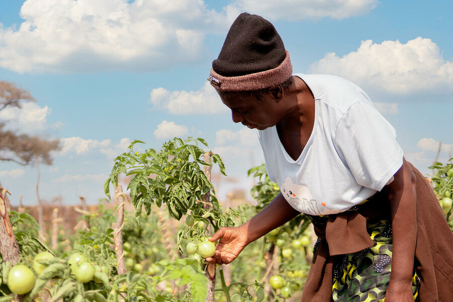 Namibia: A participant in a WFP-backed smallholder farmer training project in Katima Mulilo, Zamibizi, inspects her crop. Photo: WFP/Luise Shikongo