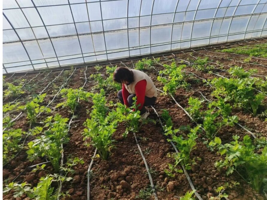 村民李树华在大棚里种植蔬菜